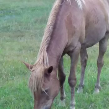 Assateague State Park - Parks Near Me - Berlin, Maryland
