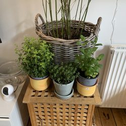 Øbro Blomster - Lærker urter