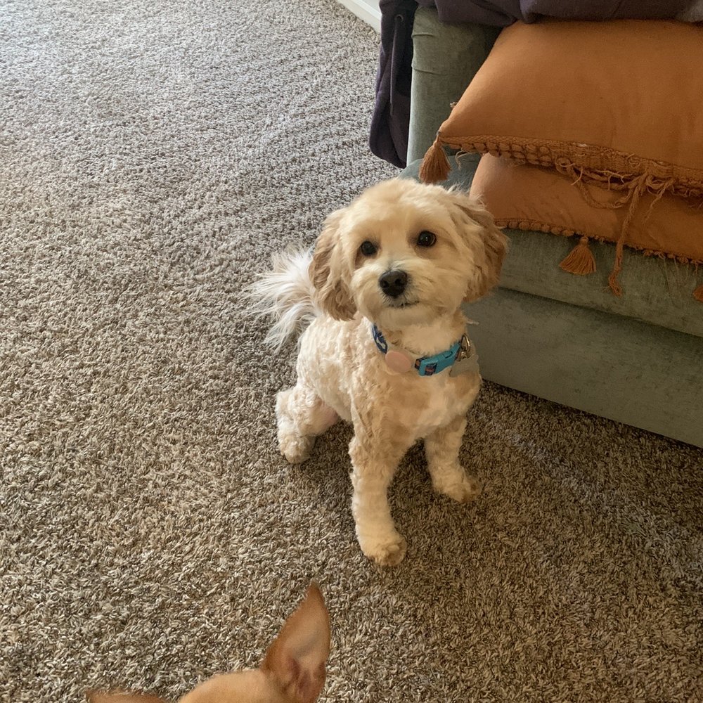 Remi after Remi after