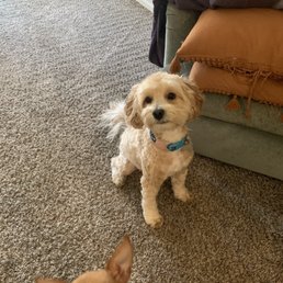 Remi after Remi after