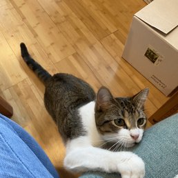 Wine kitty Wine kitty