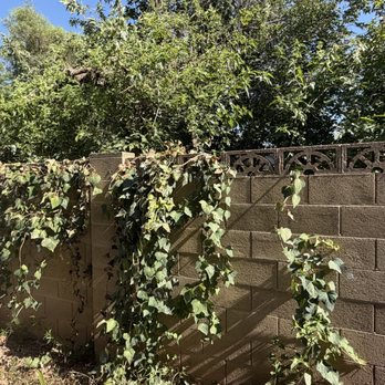 Asplundh Tree Expert - Again, more plans starting because of their shotty work - Tree Services Near Me Asplundh Tree Expert - Again, more plans starting because of their shotty work - Tree Services Near Me