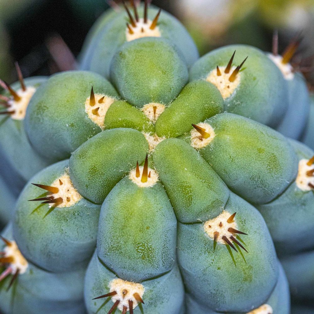 Food from Firehouse Subs