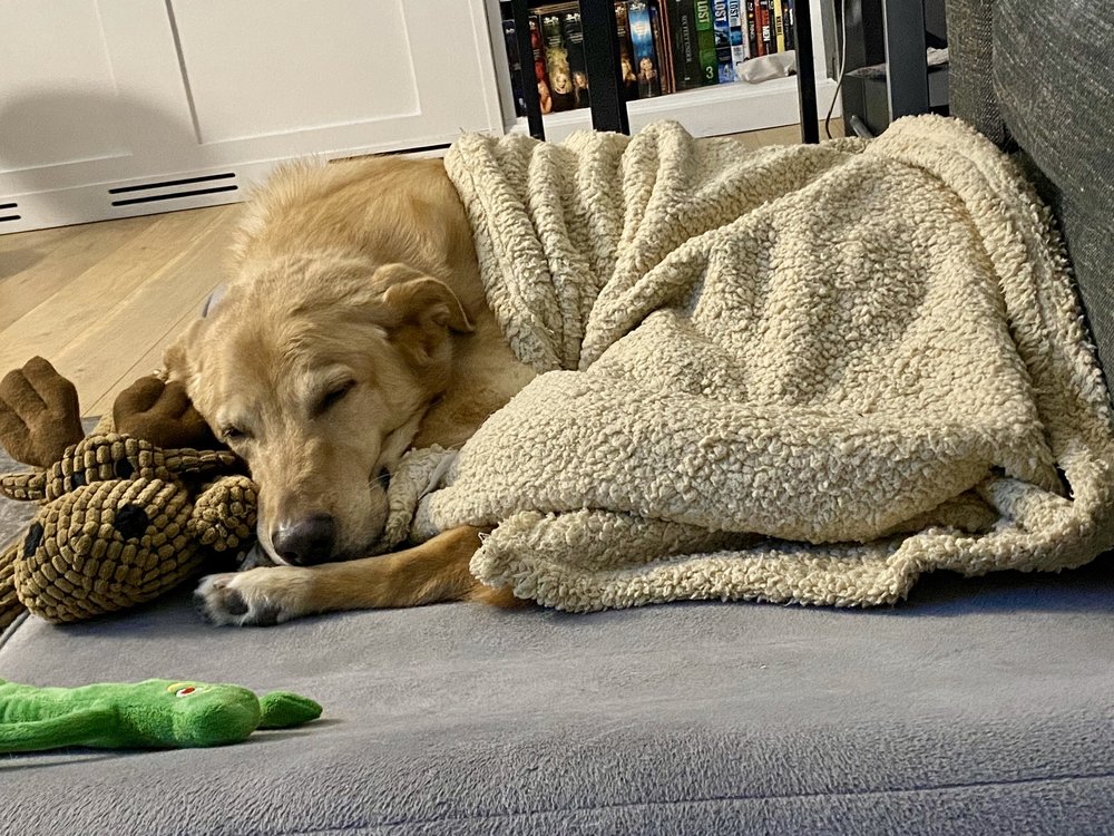 ANIMAL HEALTH CENTER 18 Photos & 45 Reviews 513 N State Rd