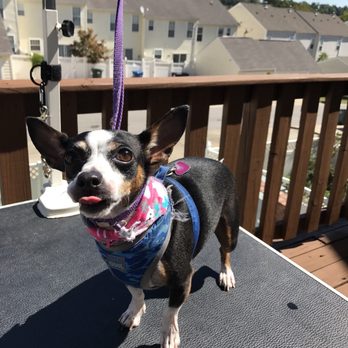 The Nail Pawlor - Baby sure enjoyed the sunshine for her afternoon peticure! - Pet Services Near Me The Nail Pawlor - Baby sure enjoyed the sunshine for her afternoon peticure! - Pet Services Near Me