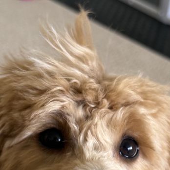 Kriser's Natural Pet - The fur randomly standing on her head - Pet Stores Near Me - Chicago, Illinois Kriser's Natural Pet - The fur randomly standing on her head - Pet Stores Near Me - Chicago, Illinois