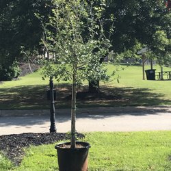 Carolina Fresh Farms - Live Oak purchase June 3, 2023 At Carolina Farm Fresh in Anderson South Carolina