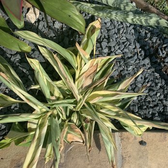 Precision Landscape Services Inc - Dead plant - Landscaping Near Me - Portland, Oregon Precision Landscape Services Inc - Dead plant - Landscaping Near Me - Portland, Oregon