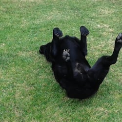 Santa Barbara Pet Care - Clean yards are fun to roll around in