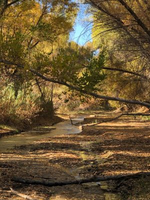 Hassayampa River Preserve by null
