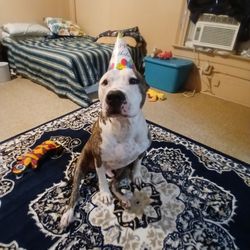 Manor Veterinary Clinic - Happy birthday Zeus