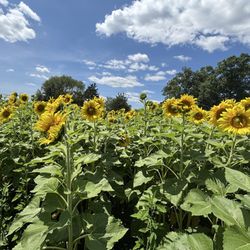 Buttonwood Farm