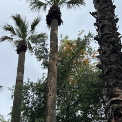 Arden Helena Modjeska House - Wood picker making holes in the palm tree