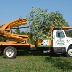 Timberland Trees
