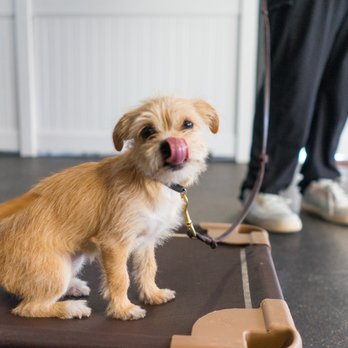 No Leash Needed - Pet Training Near Me - St. Louis, Missouri No Leash Needed - Pet Training Near Me - St. Louis, Missouri