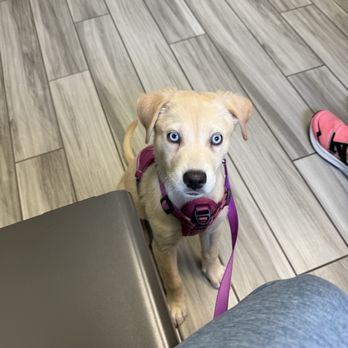 A1 Pet Emporium - My puppy, Tillie! - Pet Stores Near Me - Edmond, Oklahoma A1 Pet Emporium - My puppy, Tillie! - Pet Stores Near Me - Edmond, Oklahoma