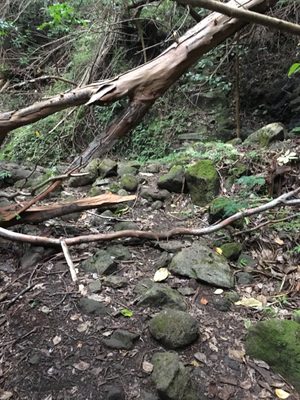 Kuli'ou'ou Valley Trail by null