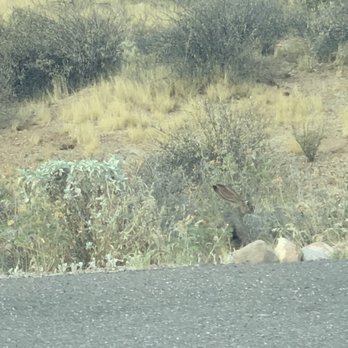 Lost Dutchman Campground - Big ears on that rabbit. Love this place so much. - Campgrounds Near Me - Apache Junction, Arizona