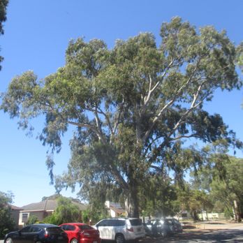 Marion Railway Station - Tree - Train Stations Near Me