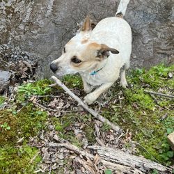 Humane Society's Mountain Shelter - Playing in the creek last summer.