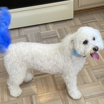 Barbie's Pet Salon - Our happy boy Charlie! - Pet Groomers Near Me - Santa Barbara, California
