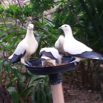 Zoo Miami - Imperial pigeons. Boys have silver bands on their right foot - Zoos Near Me - Miami, Florida Zoo Miami - Imperial pigeons. Boys have silver bands on their right foot - Zoos Near Me - Miami, Florida