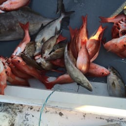Our fish and others. Our fish and others.