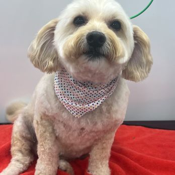 Fluffology Grooming - Pet Groomers Near Me - Plano, Texas Fluffology Grooming - Pet Groomers Near Me - Plano, Texas