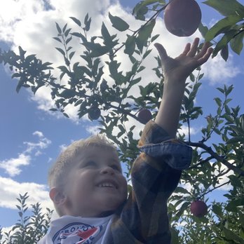 Smith's Orchard Cider Mill - Reaching high to get a "good one" - Pick Your Own Farms Near Me - Lockport, New York