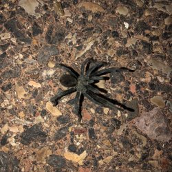 Sienna Hills Park - Small Tarantula we found crossing the trail.