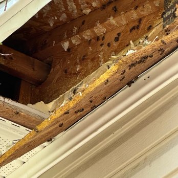 B's Bees - After the removal. - Honey Near Me - Loxley, Alabama B's Bees - After the removal. - Honey Near Me - Loxley, Alabama