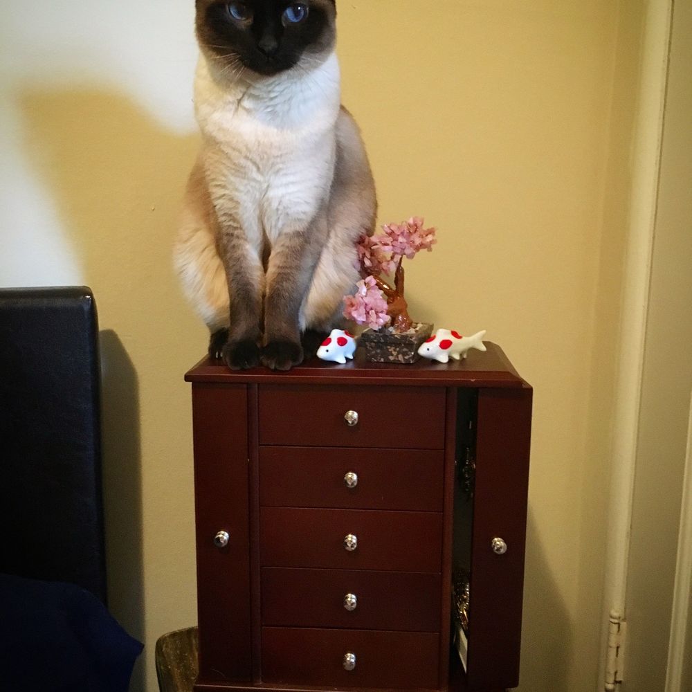 Faith Albright, DVM - Veterinarians Near Me