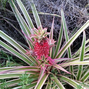 Valkaria Gardens - Sweet Stripes pineapple - Nurseries & Gardening Near Me - Palm Bay, Florida Valkaria Gardens - Sweet Stripes pineapple - Nurseries & Gardening Near Me - Palm Bay, Florida