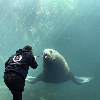 Alaska Sealife Center - Sea lion and trainer - Tours Near Me - Seward, Alaska