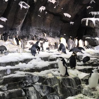 Wild Artic - Aquariums Near Me - Orlando, Florida