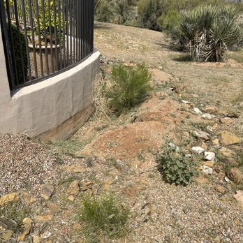 Divine Design Landscaping - weeds around pool - Landscaping Near Me - Phoenix, Arizona Divine Design Landscaping - weeds around pool - Landscaping Near Me - Phoenix, Arizona