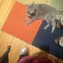 Photo of Happy Pets Pet Sitting Services