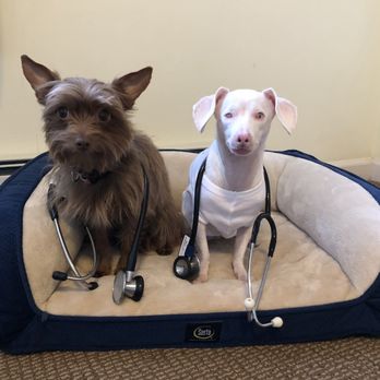 Visiting Vet Service - Zoey and Piglet are ready to welcome patients into their veterinary practice! - Veterinarians Near Me Visiting Vet Service - Zoey and Piglet are ready to welcome patients into their veterinary practice! - Veterinarians Near Me