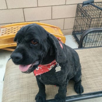 Gold'n Groom - Our Oreo after a shave and bath. They put the bandanna on him, thanks he looks great. - Pet Groomers Near Me - Hemet, California