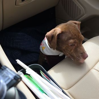 Pet Alliance - He's not a fan of I4 construction traffic - Pet Adoption Near Me - Orlando, Florida