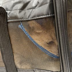 Animal Hospital of Sussex County