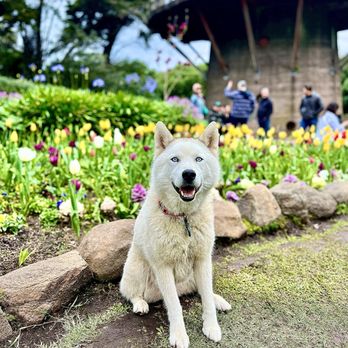ABC Dogs - Mayday the matriarch mascot - Dog Walkers Near Me ABC Dogs - Mayday the matriarch mascot - Dog Walkers Near Me