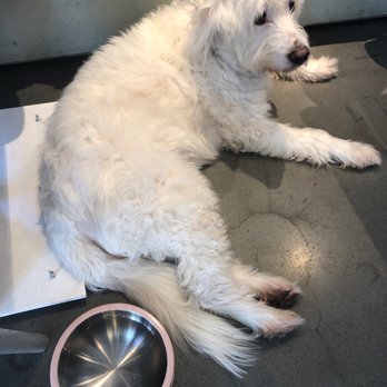 Interstellar - Dog friendly - Coffee & Tea Near Me - Santa Monica, California Interstellar - Dog friendly - Coffee & Tea Near Me - Santa Monica, California