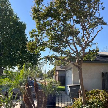 D Pro Tree Service - Tree Services Near Me - Fresno, California