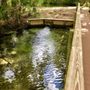Photo of Welaka State Park - Mud Springs