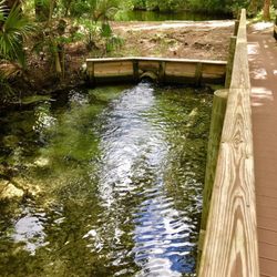 Welaka State Park - Mud Springs - Spring outflow to St. Johns River