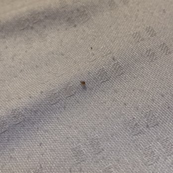 Catherine's Landing, an RVC Outdoor Destination - Tick we found on the bed - Campgrounds Near Me - Hot Springs, Arkansas Catherine's Landing, an RVC Outdoor Destination - Tick we found on the bed - Campgrounds Near Me - Hot Springs, Arkansas