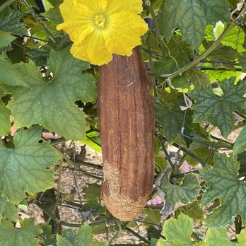 The Luffa Farm - Actual luffa growing ! Obsessed - Tours Near Me - Nipomo, California