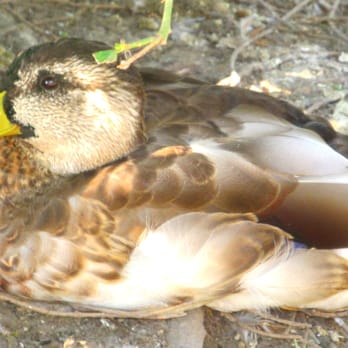 Cosley Zoo - DUCK! :D - Zoos Near Me - Wheaton, Illinois