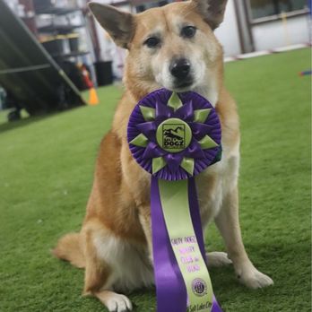 Sunset Hills Dog Training - A dog with an agility title ribbon - Pet Training Near Me - Eagle Mountain, Utah